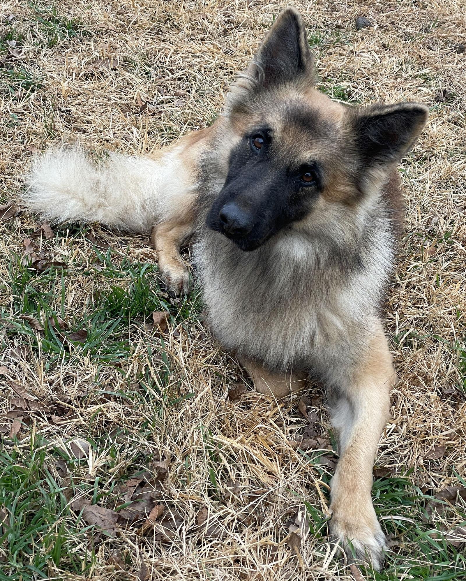 Enlarge Niro, a Adopted mixed breed in Prague, OK image 1/6