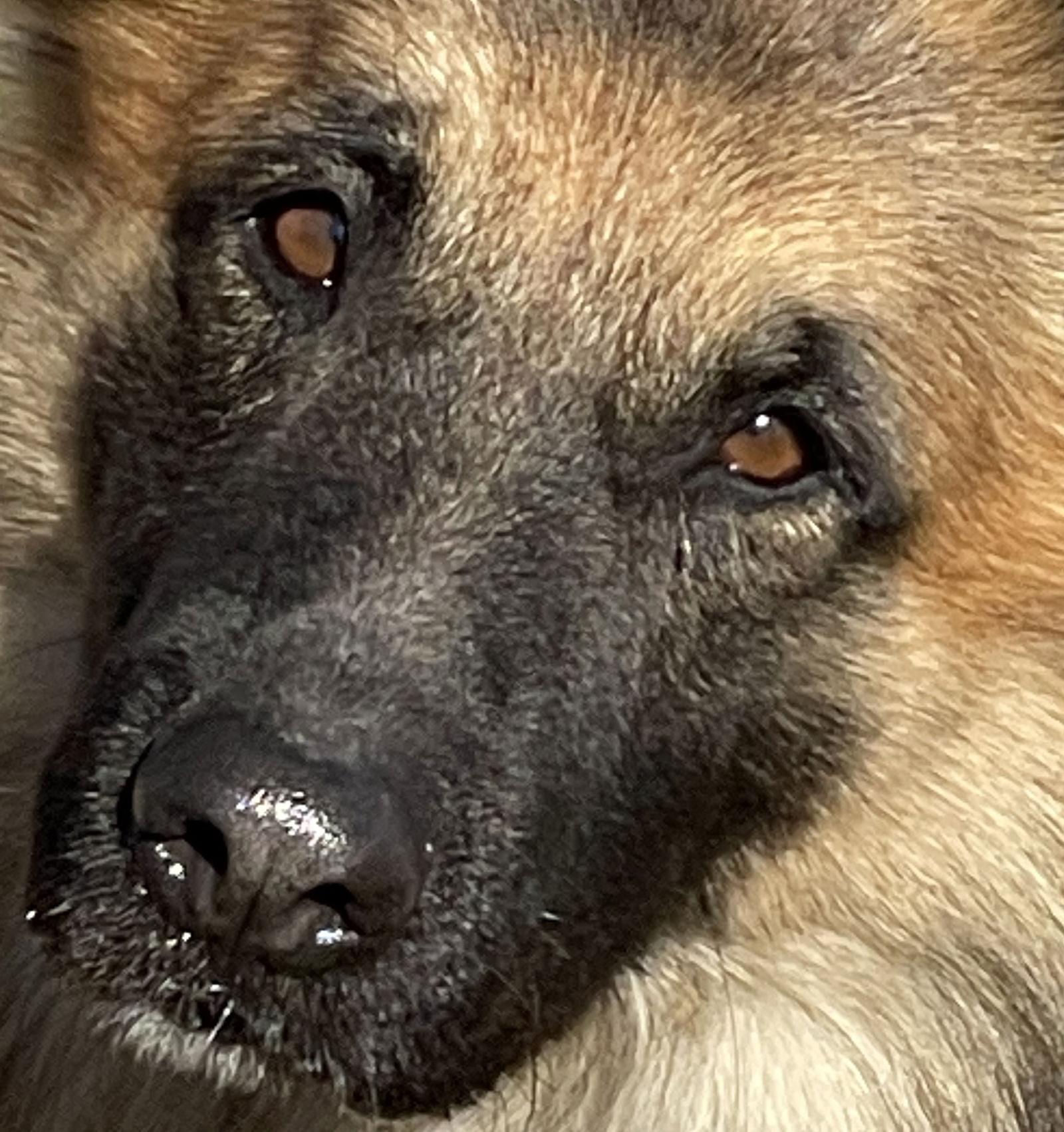 Enlarge Niro, a Adopted mixed breed in Prague, OK image 2/6