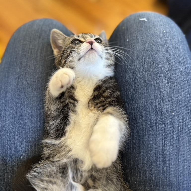 Enlarge ANISE, an adopted Domestic Short Hair in East Greenwich, RI image 1/5