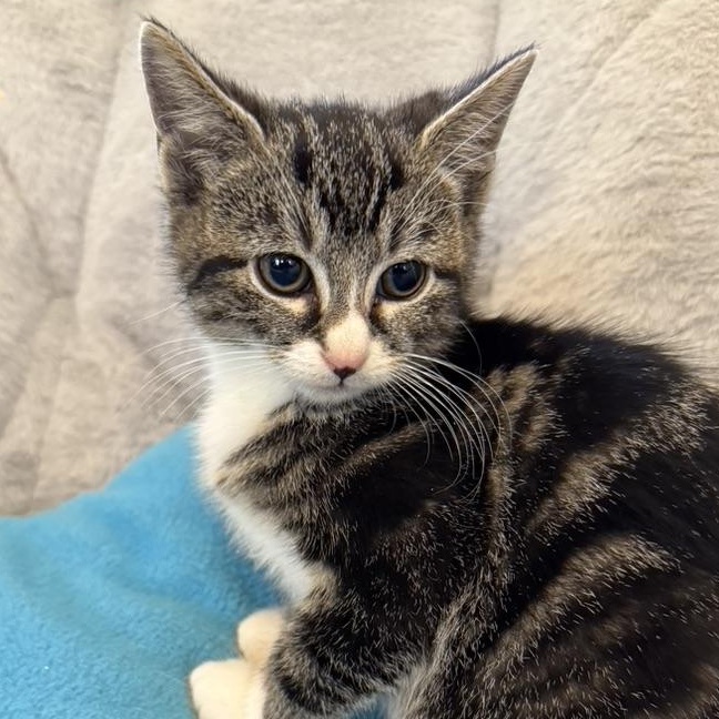 Enlarge ANISE, an adopted Domestic Short Hair in East Greenwich, RI image 2/5