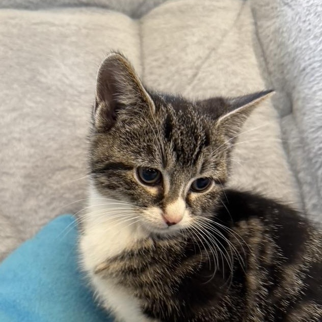 Enlarge ANISE, an adopted Domestic Short Hair in East Greenwich, RI image 3/5