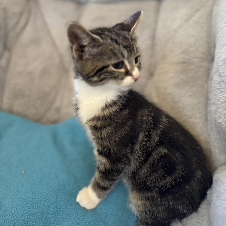 Enlarge ANISE, an adopted Domestic Short Hair in East Greenwich, RI image 4/5