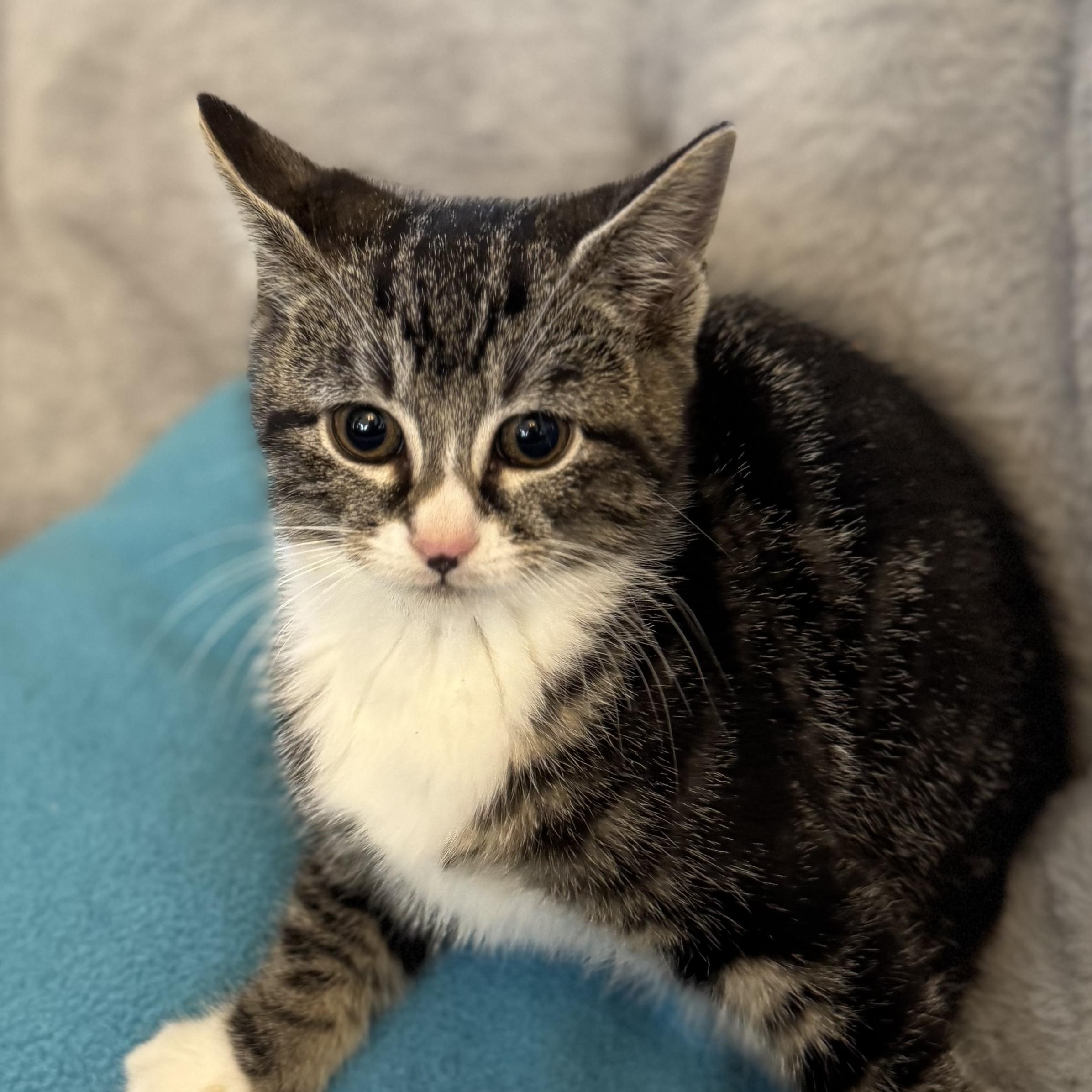 Enlarge ANISE, an adopted Domestic Short Hair in East Greenwich, RI image 5/5