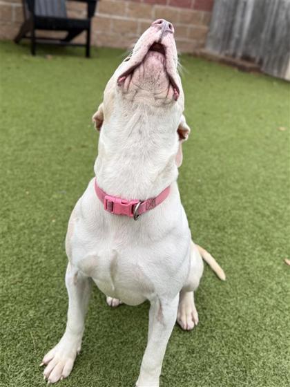 Winnie, Adoptable, Adult Female Pit Bull Terrier & Mixed Breed.