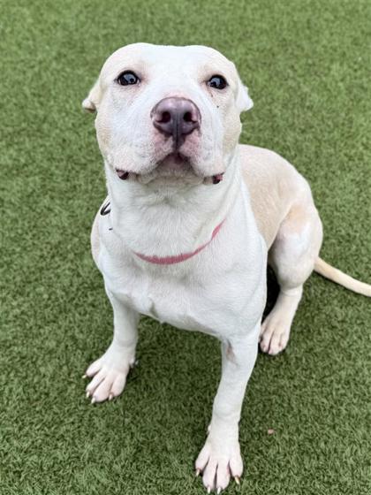 Enlarge Winnie, a Adoptable mixed breed in Hutchinson, KS image 2/3