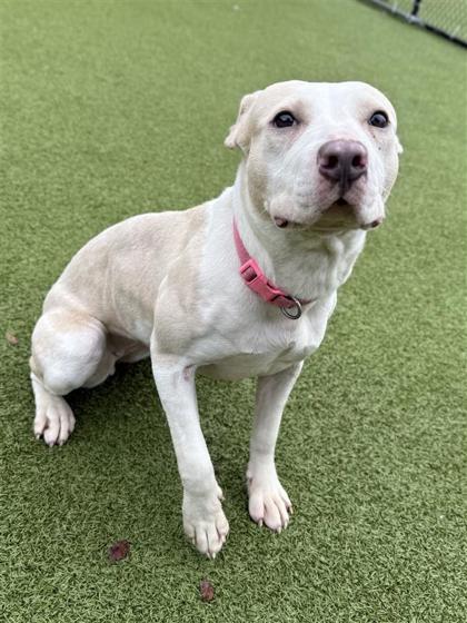 Enlarge Winnie, a Adoptable mixed breed in Hutchinson, KS image 3/3