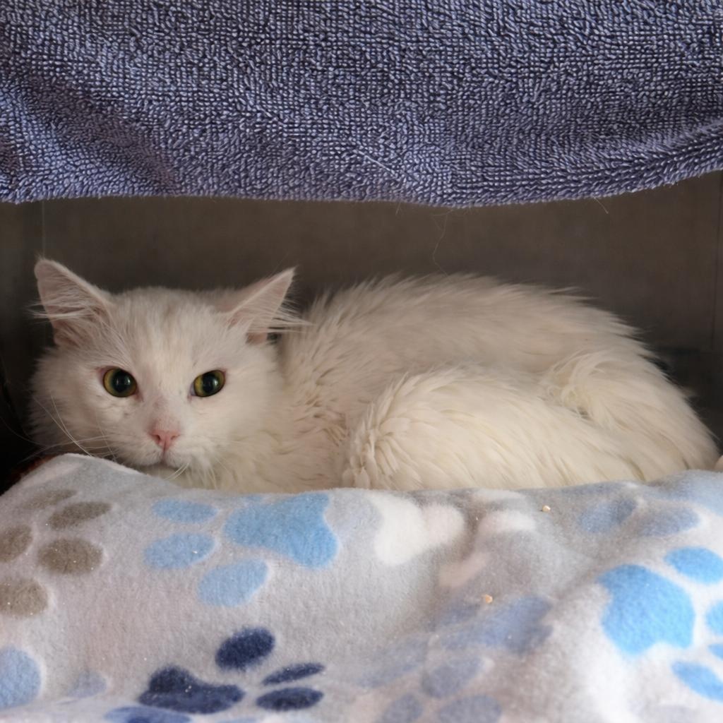 Enlarge Merlin, a ADOPTABLE Domestic Long Hair in Pocatello, ID image 1/1