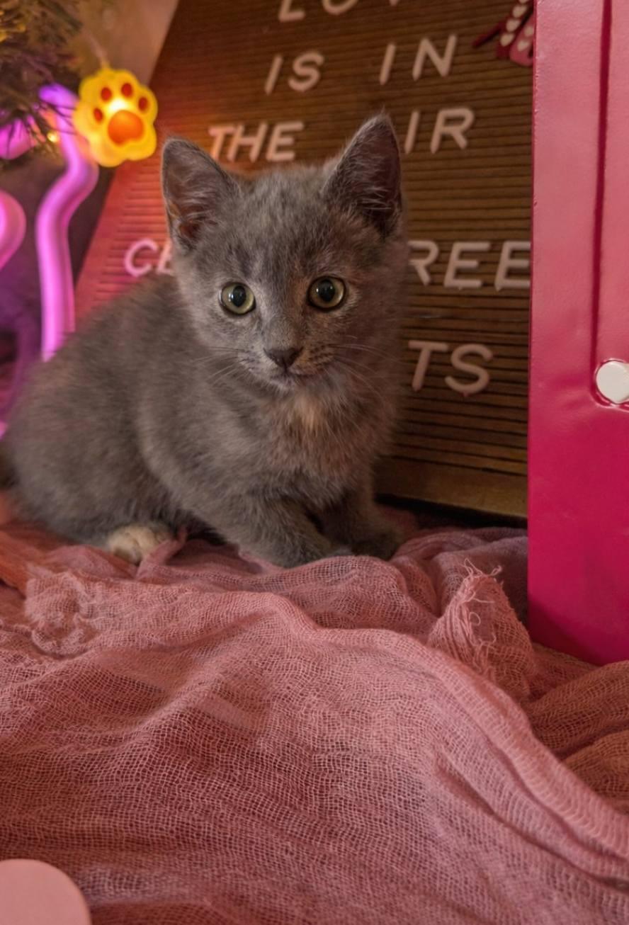 Enlarge Valentina, an adopted Domestic Short Hair in Mabank, TX image 1/2