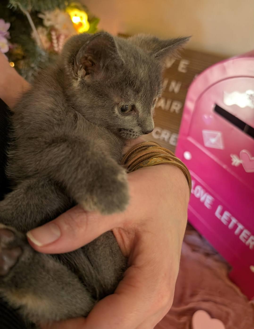 Enlarge Valentina, an adopted Domestic Short Hair in Mabank, TX image 2/2