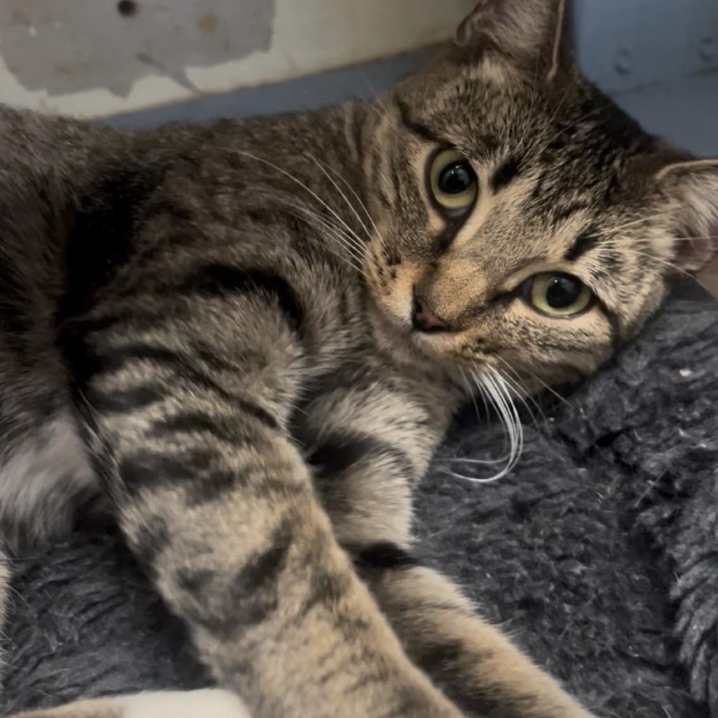 Marilyn, Adoptable, Adult Female Domestic Short Hair.