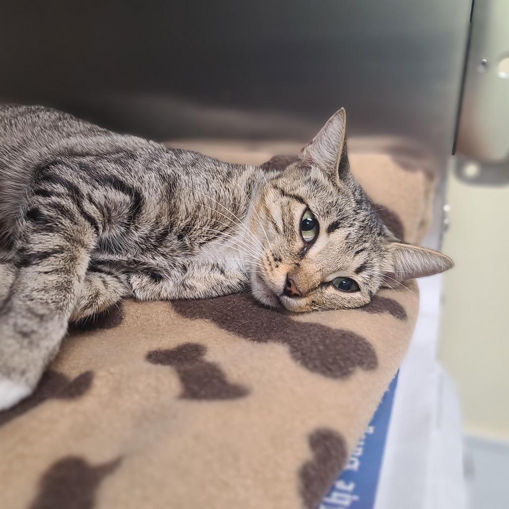 Marilyn, a Adoptable Domestic Short Hair in Webster, TX image 3/6