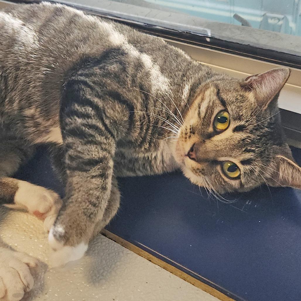 Marilyn, a Adoptable Domestic Short Hair in Webster, TX image 5/6