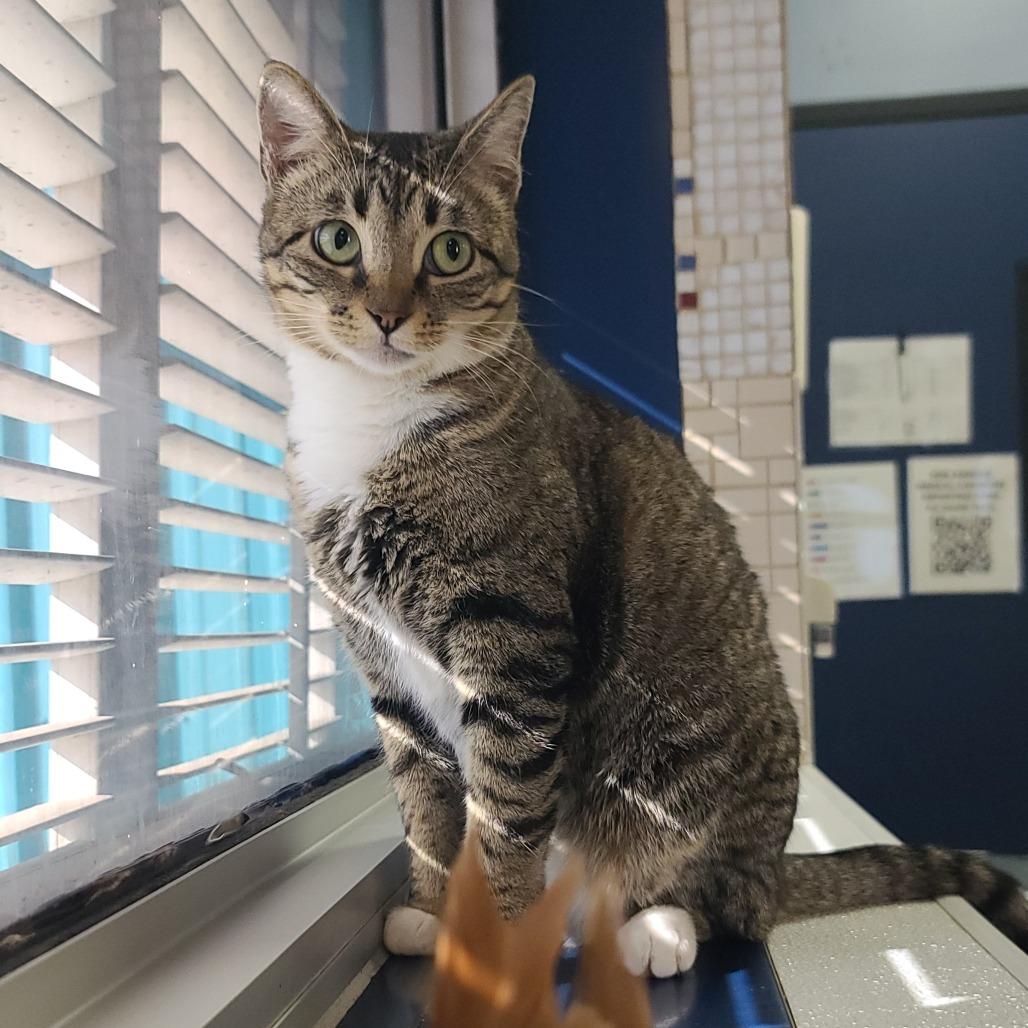 Marilyn, a Adoptable Domestic Short Hair in Webster, TX image 6/6