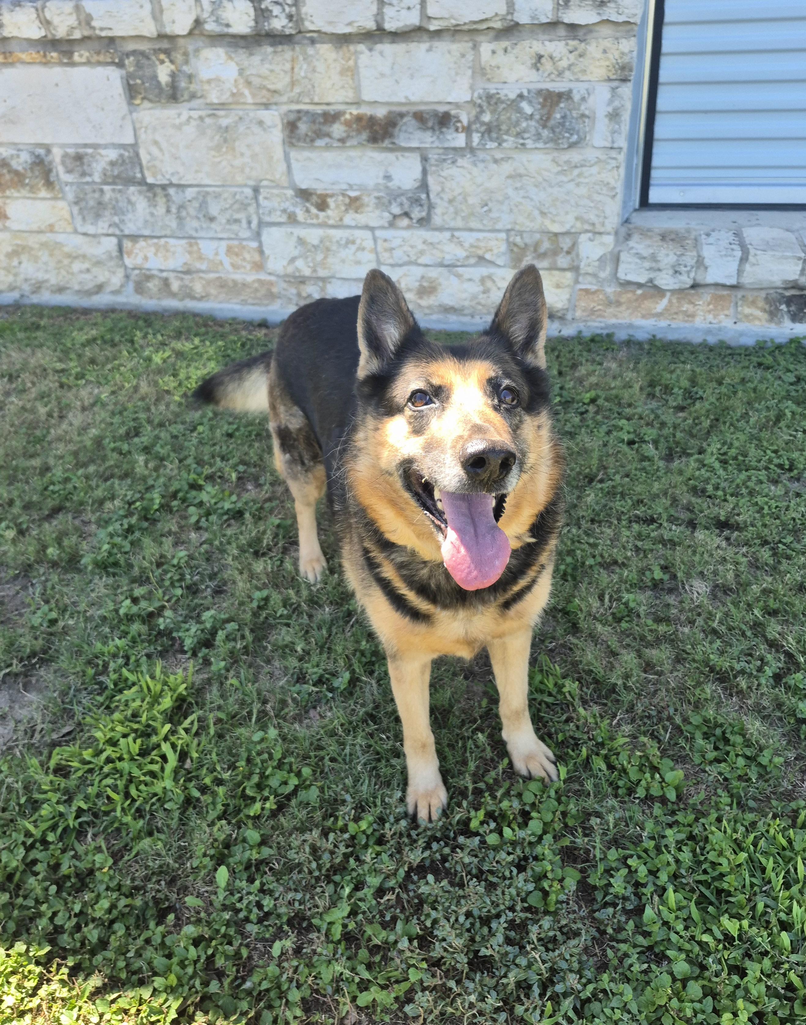 Enlarge Lizzie, a Adoptable mixed breed in Schertz, TX image 3/4