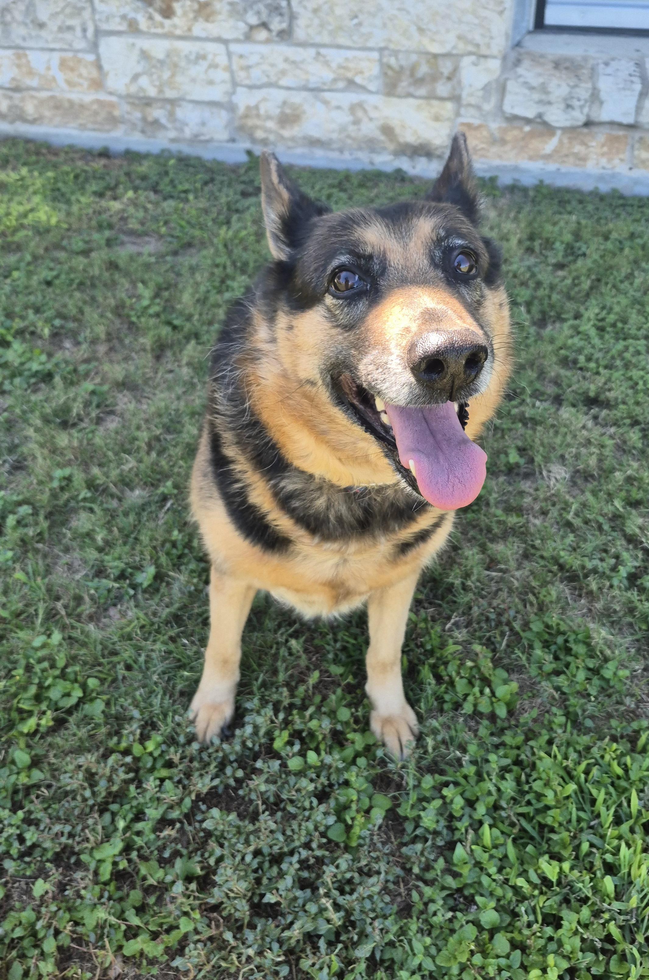 Enlarge Lizzie, a Adoptable mixed breed in Schertz, TX image 1/4