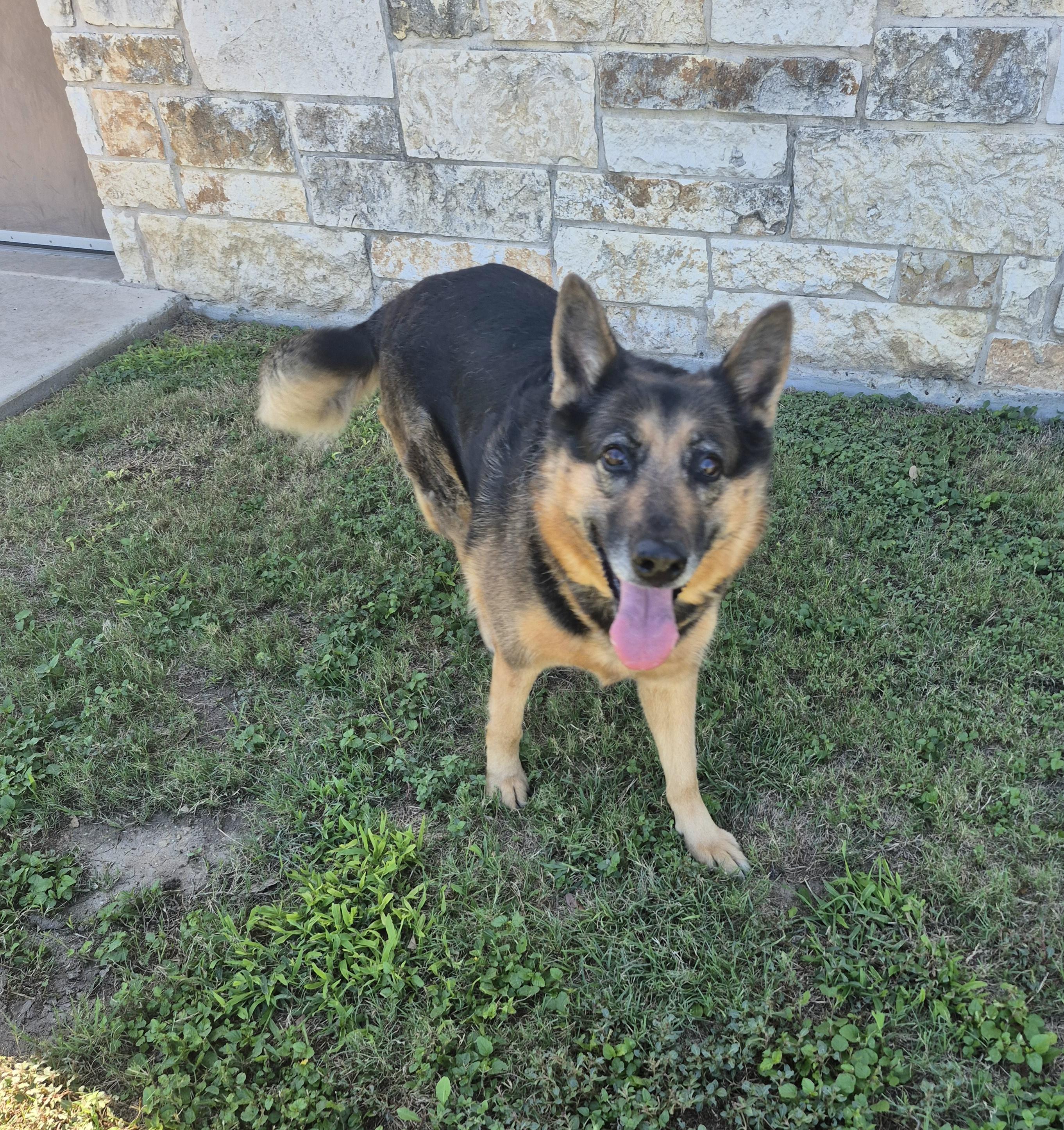 Enlarge Lizzie, a Adoptable mixed breed in Schertz, TX image 4/4