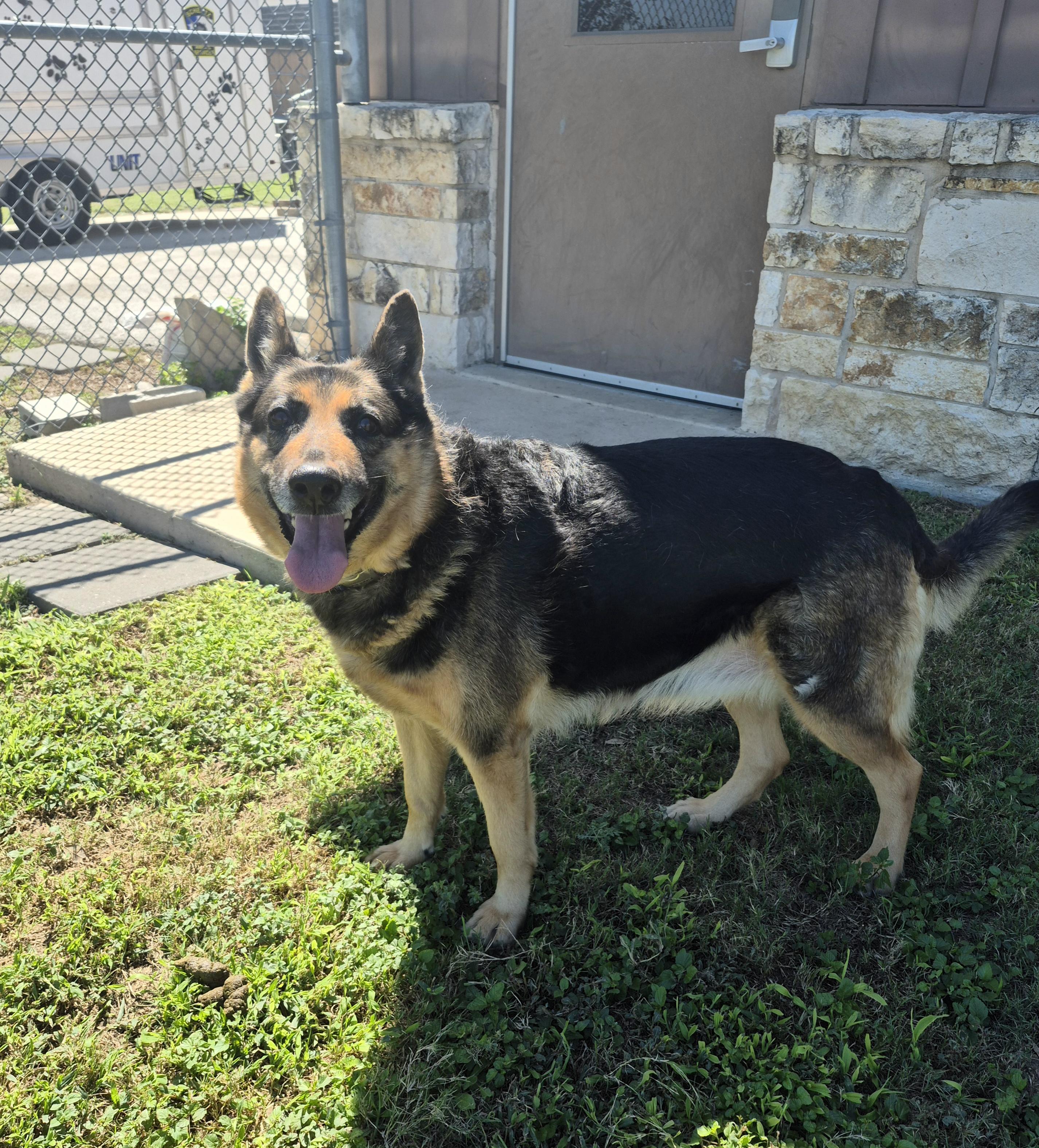 Enlarge Lizzie, a Adoptable mixed breed in Schertz, TX image 2/4