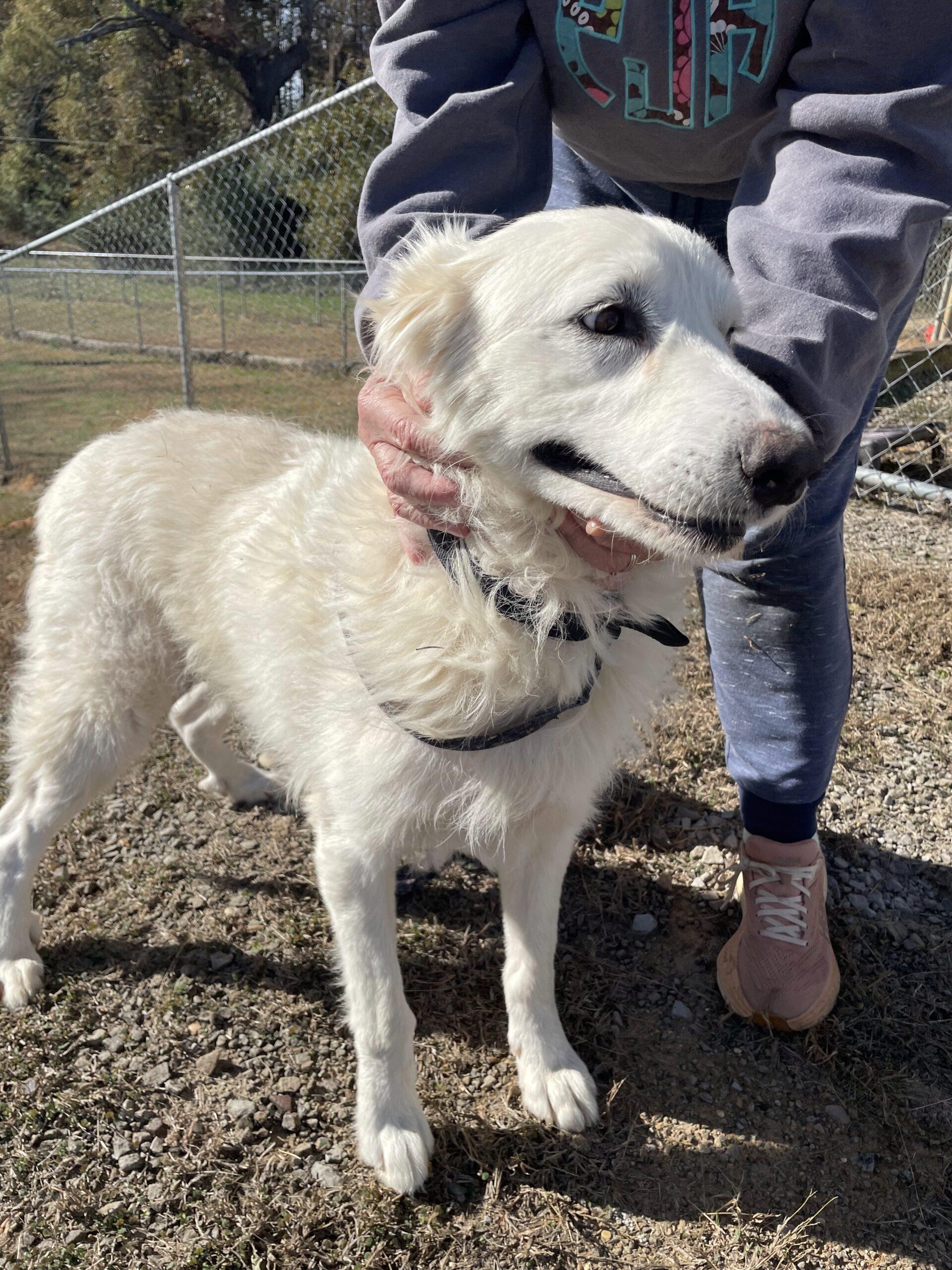 Pearl, adoptable, Adult Female Great Pyrenees.