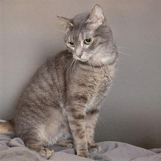 SUGAR, Adoptable, Young Female Domestic Short Hair.