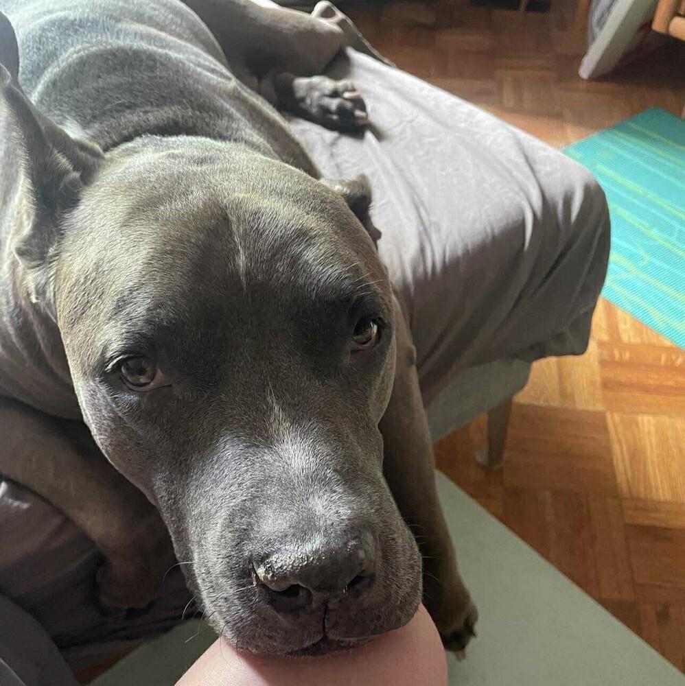 Blue Shell thumbnail 2