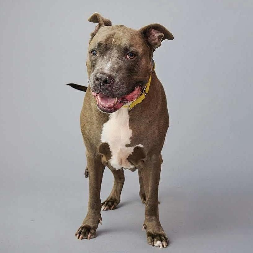 Blue Shell thumbnail 3