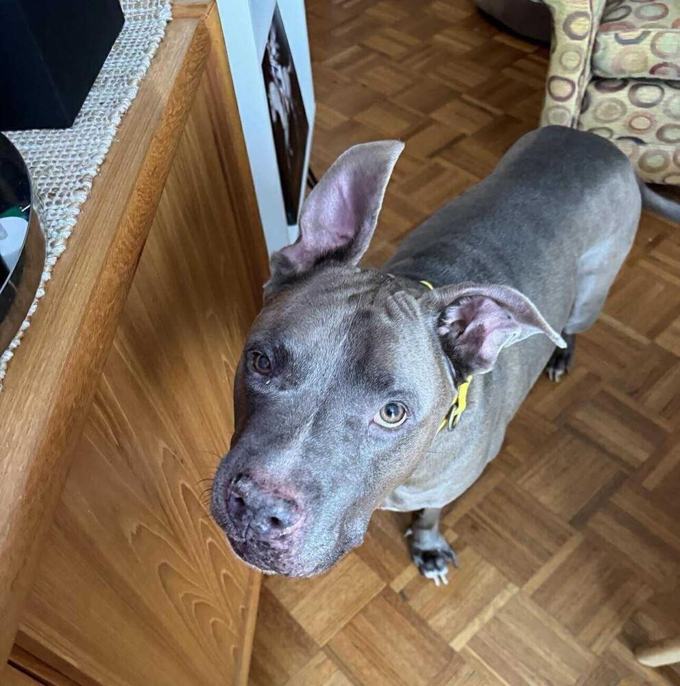 Blue Shell thumbnail 4