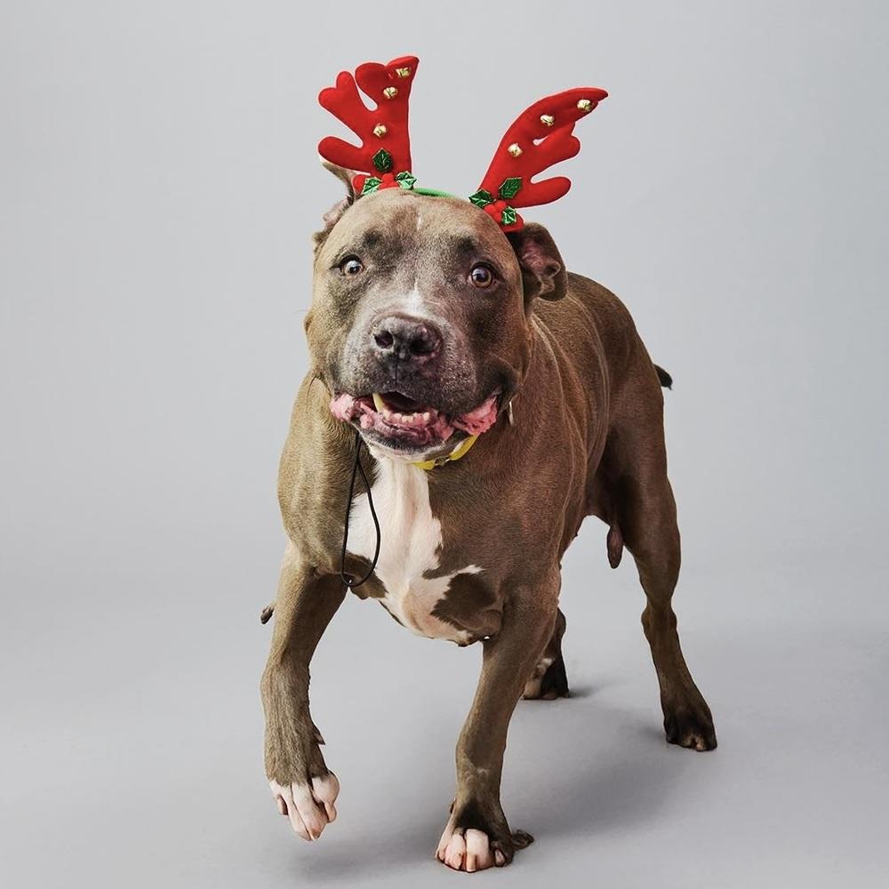 Blue Shell — thumbnail 4