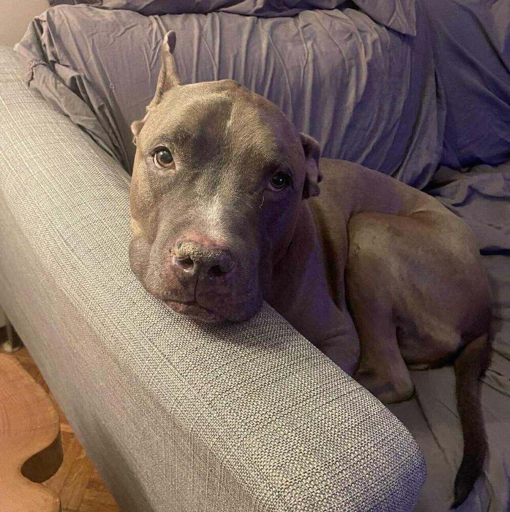 Blue Shell thumbnail 6