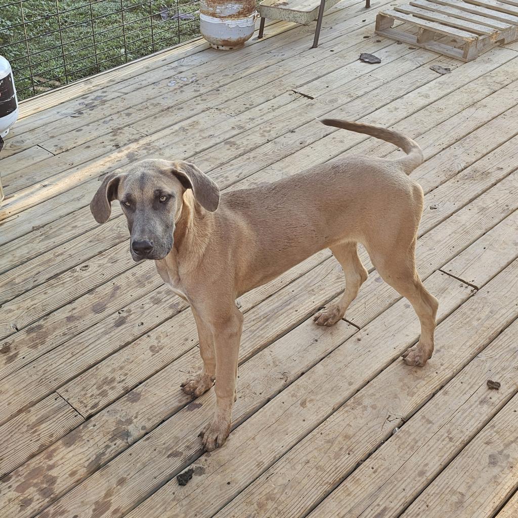 Enlarge Harley, a Adoptable Great Dane in Lynchburg, VA image 1/2