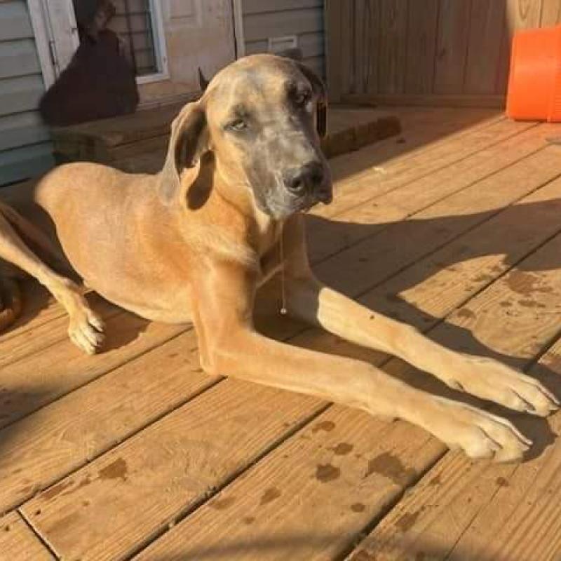 Enlarge Harley, a Adoptable Great Dane in Lynchburg, VA image 2/2