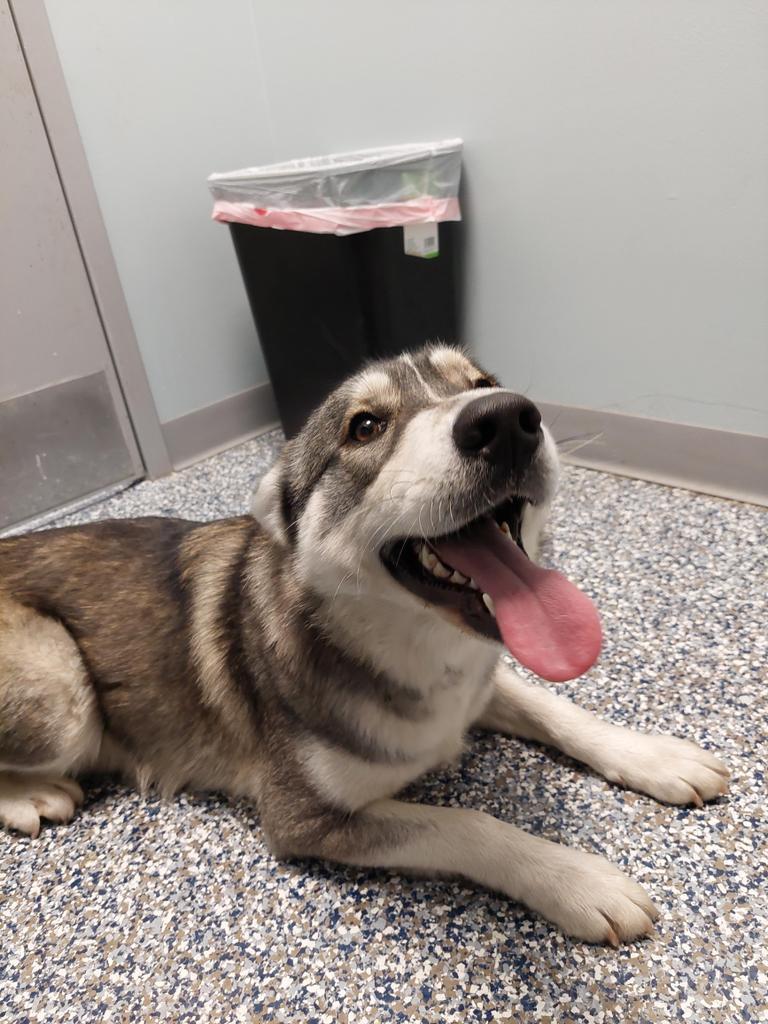 Echo, Adoptable, Adult Female Husky & Mixed Breed.
