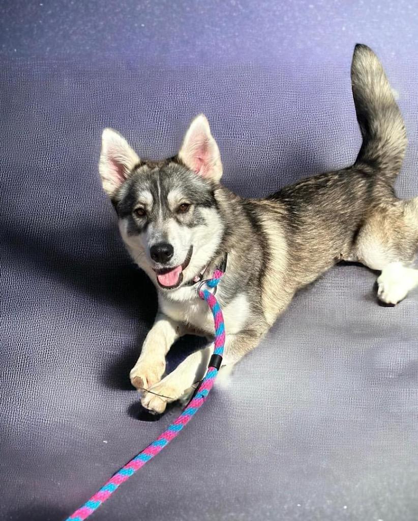 Enlarge Echo, a Adoptable mixed breed in Carthage, MO image 2/5