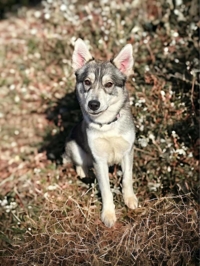 Enlarge Echo, a Adoptable mixed breed in Carthage, MO image 3/5