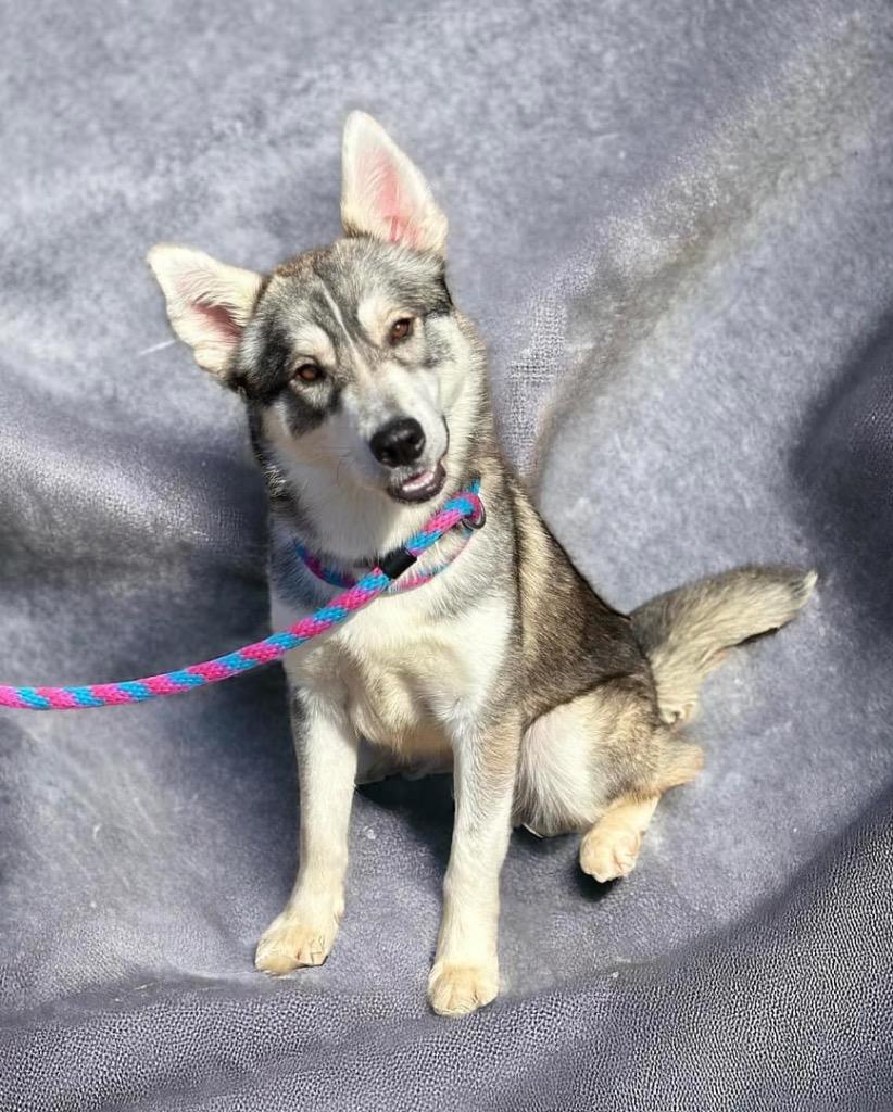 Enlarge Echo, a Adoptable mixed breed in Carthage, MO image 5/5