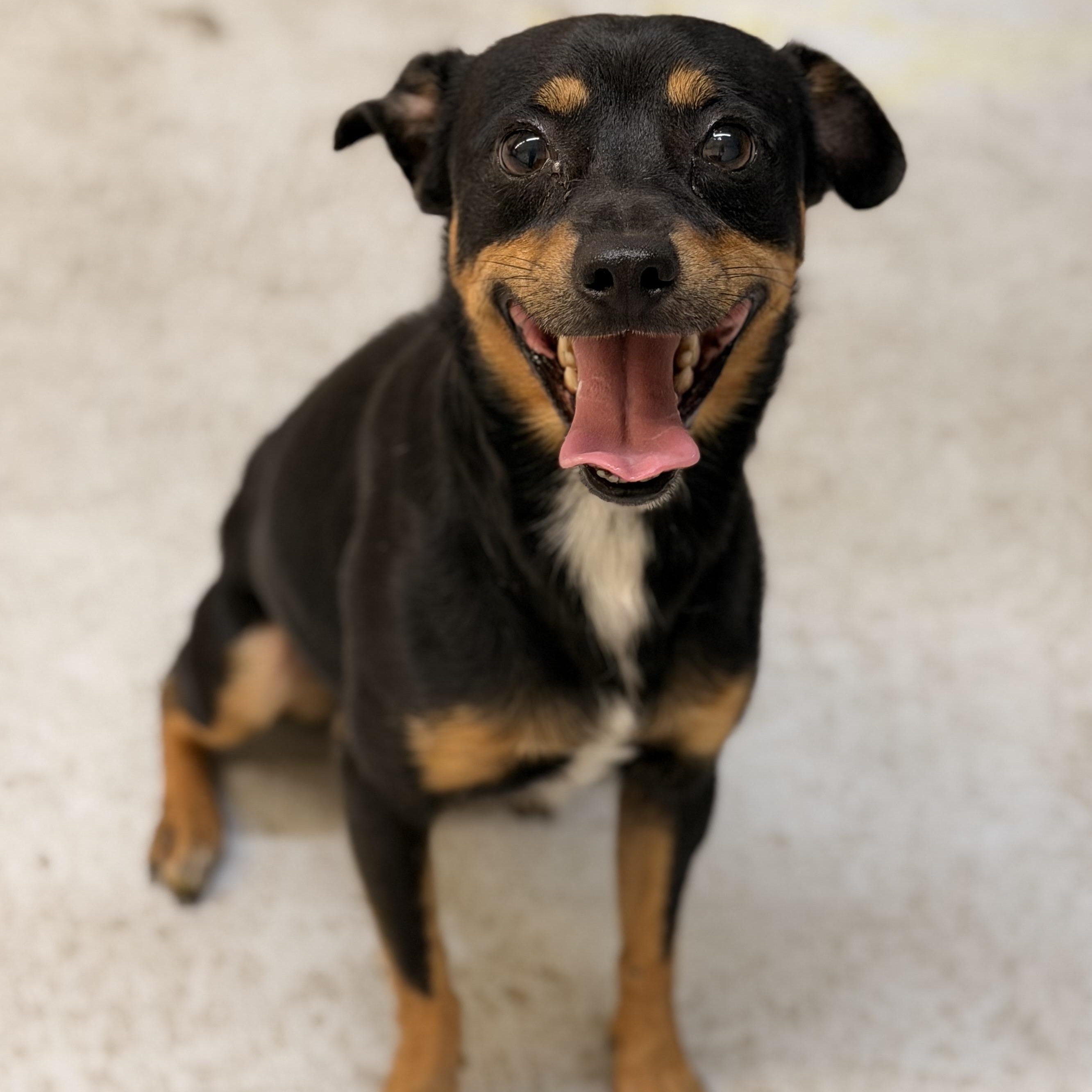 Mac Daddy, adopted, Adult Male Chihuahua.