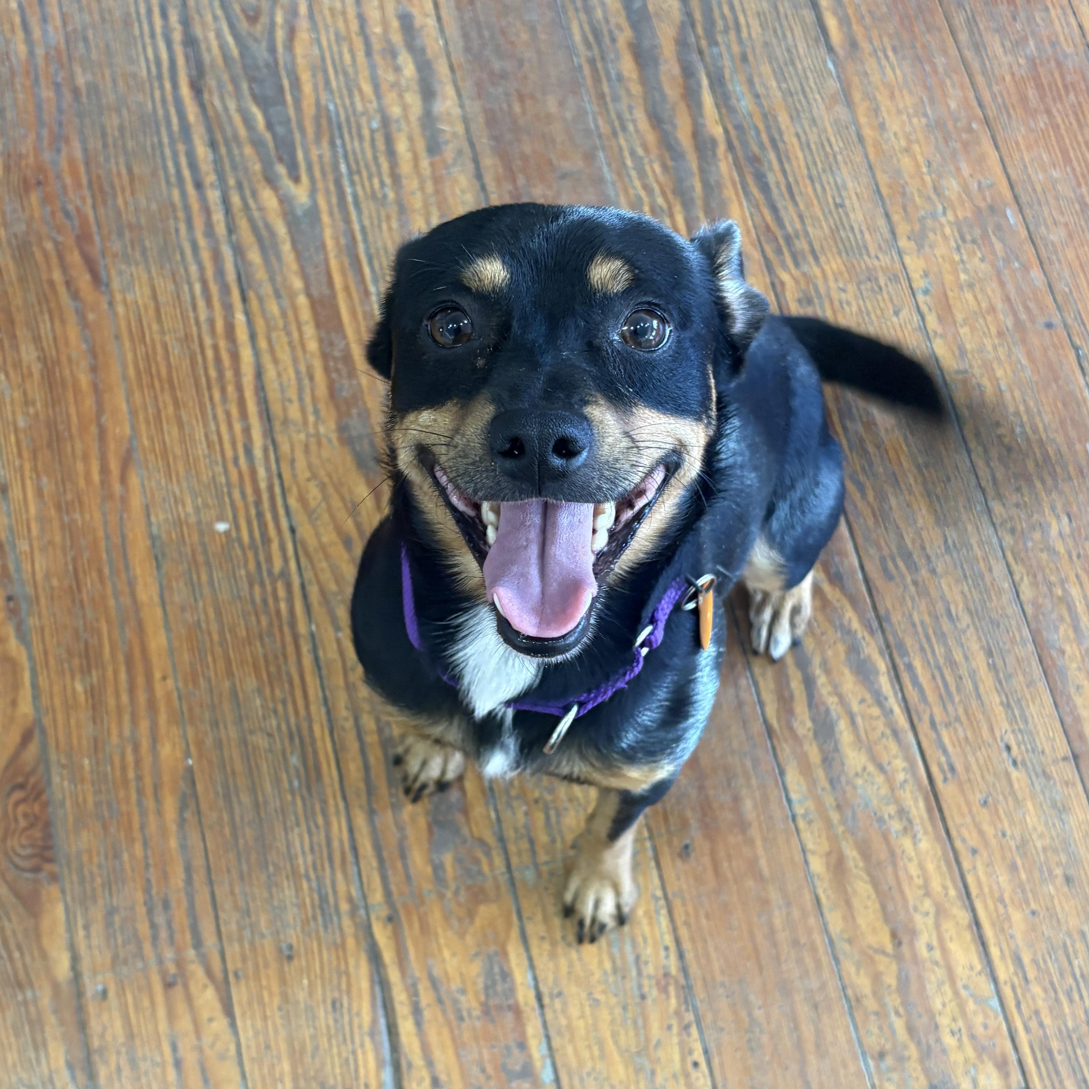 Enlarge Mac Daddy, an adopted mixed breed in Marfa, TX image 4/4