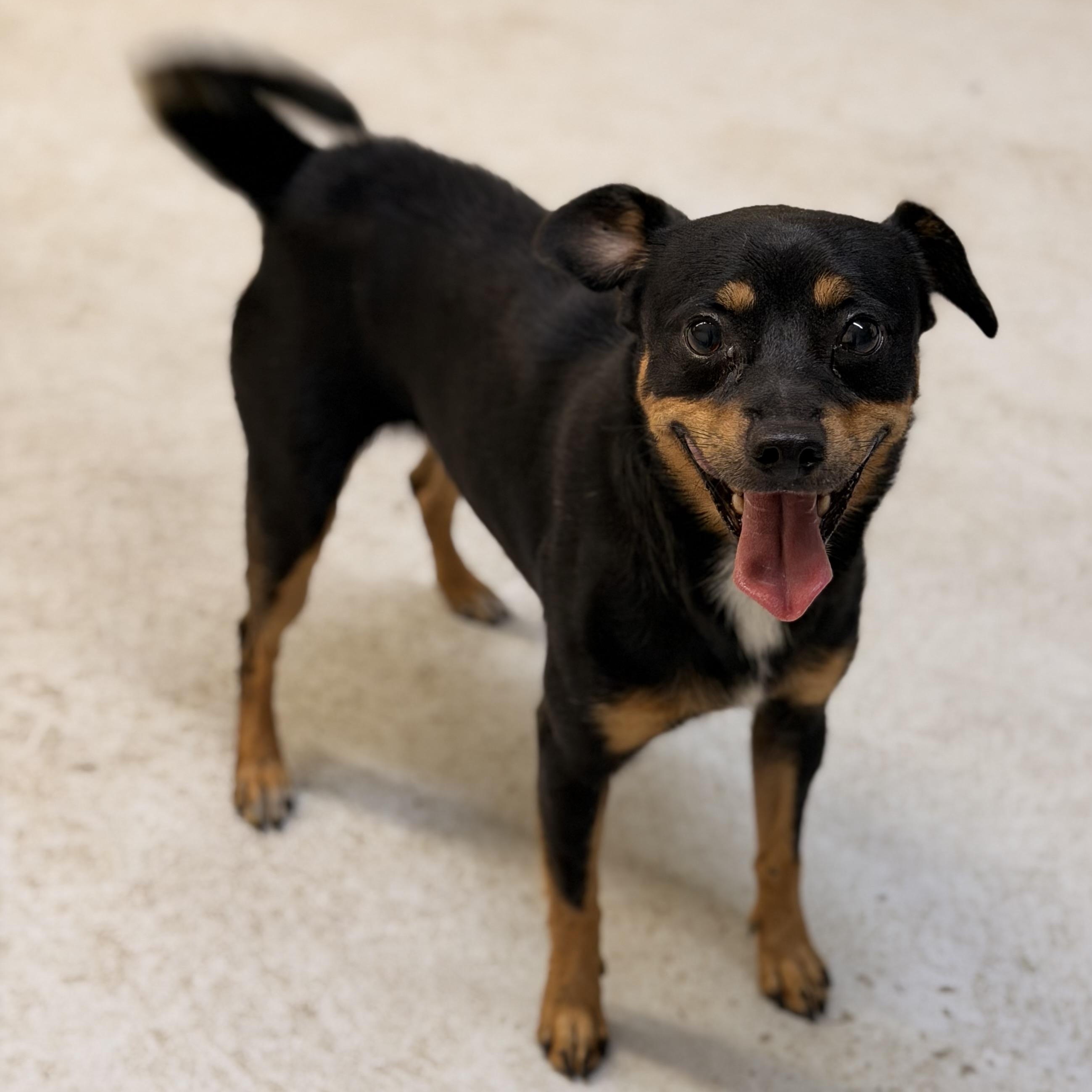Enlarge Mac Daddy, an adopted mixed breed in Marfa, TX image 3/4