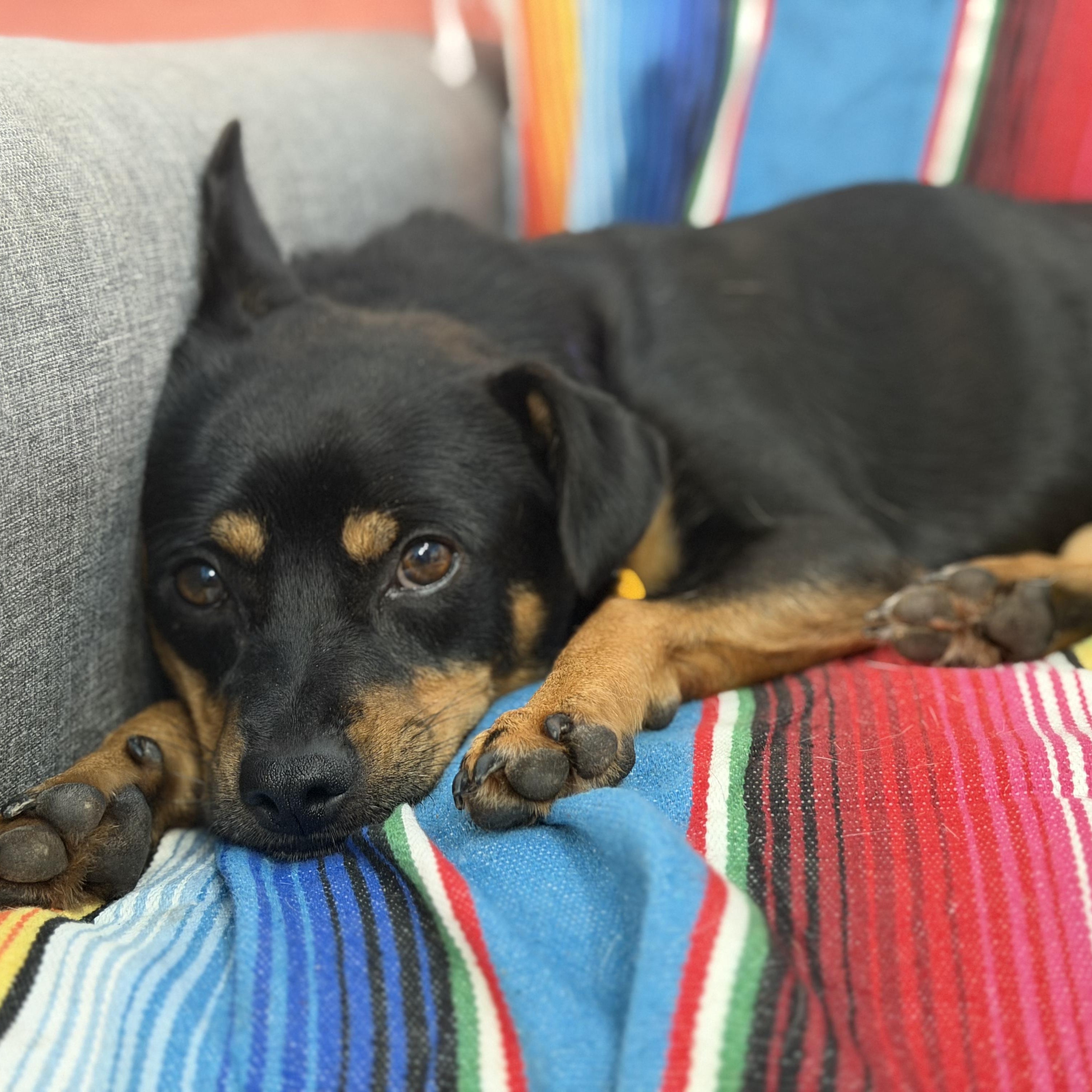 Enlarge Mac Daddy, an adopted mixed breed in Marfa, TX image 2/4