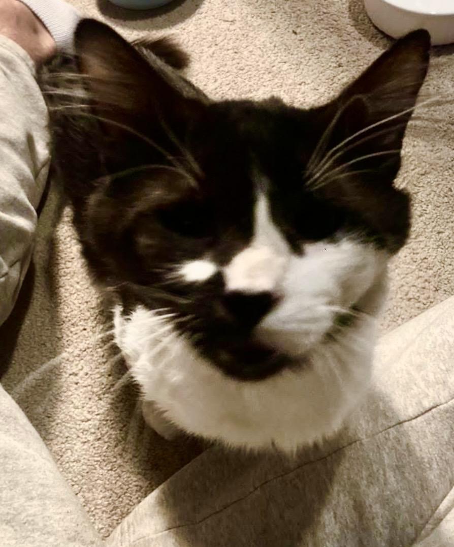 Enlarge Boswell, a ADOPTABLE Domestic Medium Hair in CANONSBURG, PA image 3/3