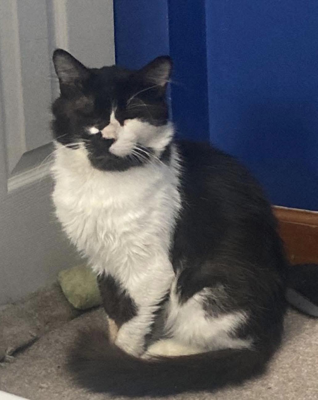 Enlarge Boswell, a ADOPTABLE Domestic Medium Hair in CANONSBURG, PA image 1/3