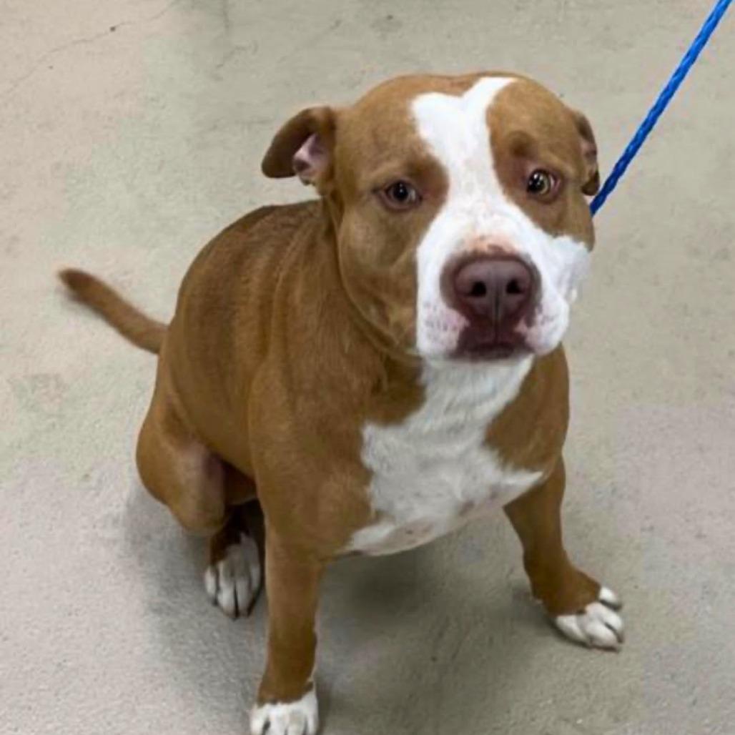 Enlarge Charles, a Adoptable Mixed Breed in South Portland, ME image 1/1