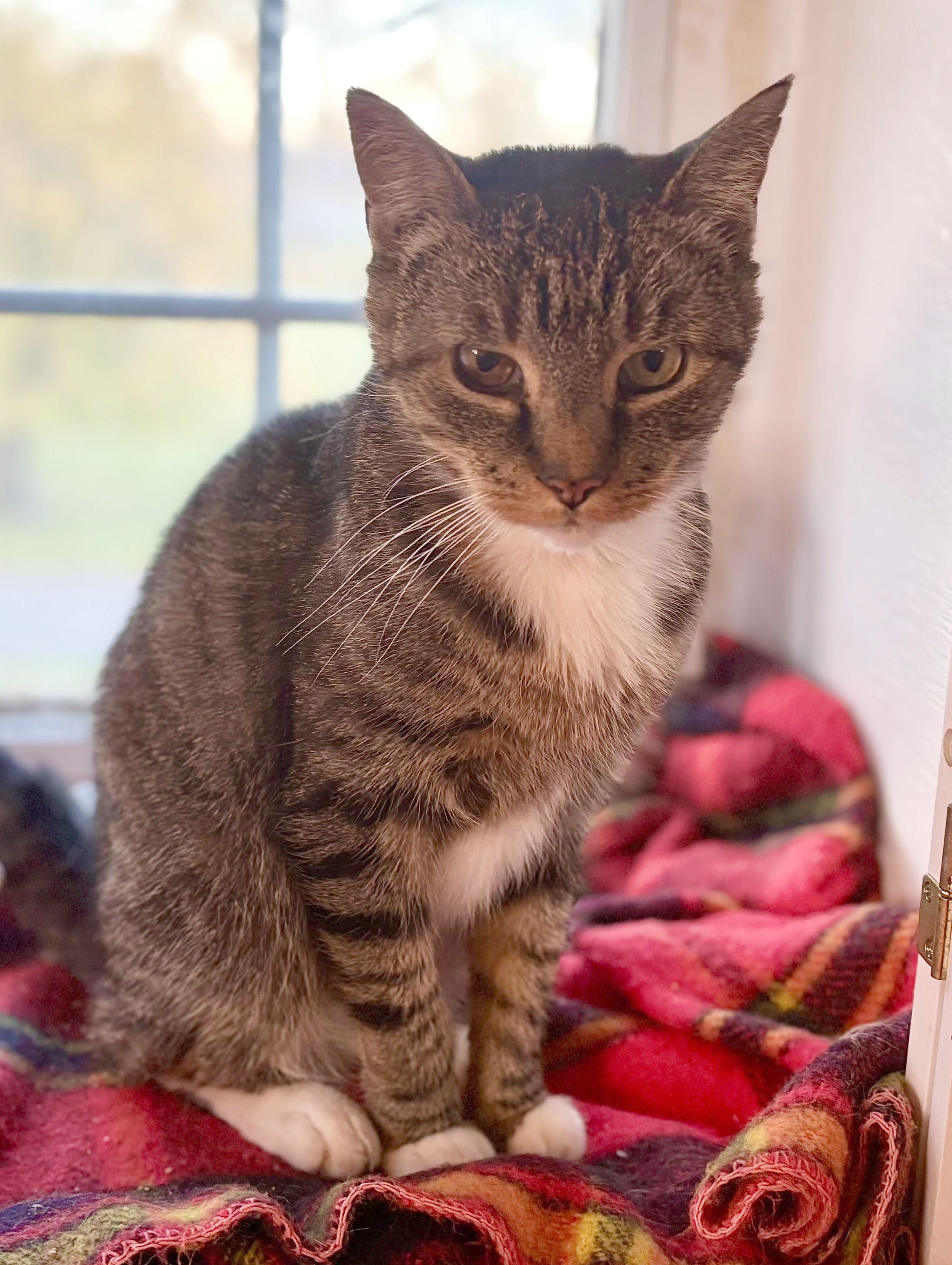 Iris, adoptable, Senior Female American Shorthair.