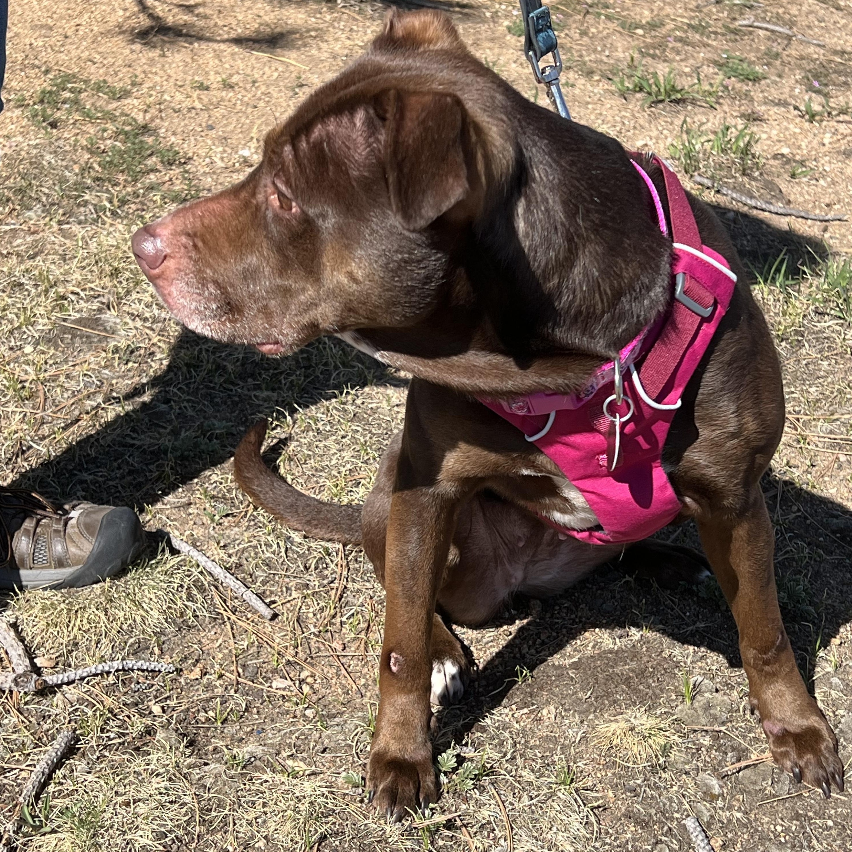 Enlarge Jypsy, a ADOPTABLE mixed breed in Loveland, CO image 4/5