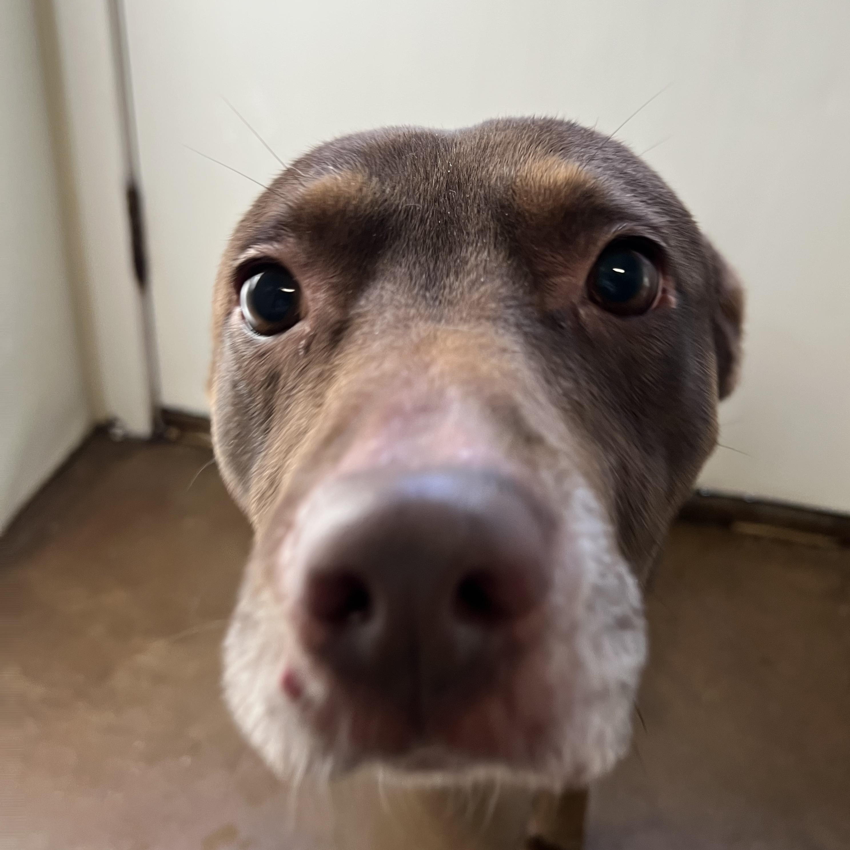 Enlarge Jypsy, a ADOPTABLE mixed breed in Loveland, CO image 2/5