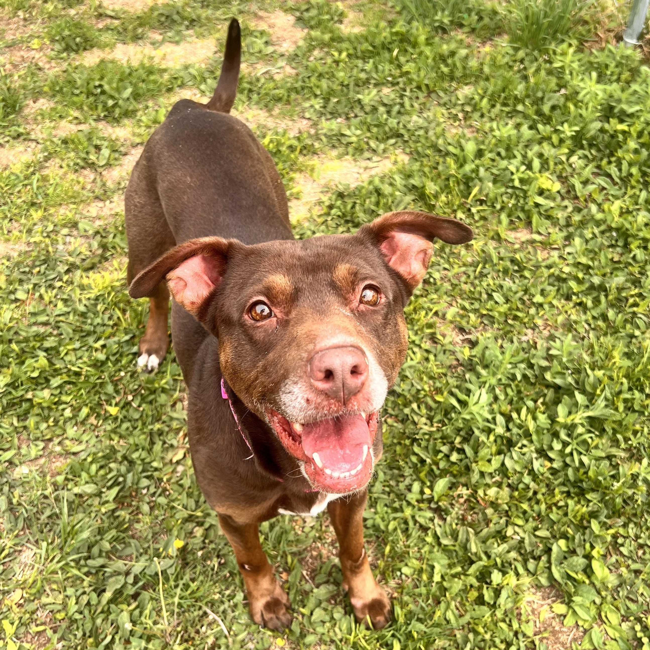 Jypsy, adopted, Adult Female Chocolate Labrador Retriever.