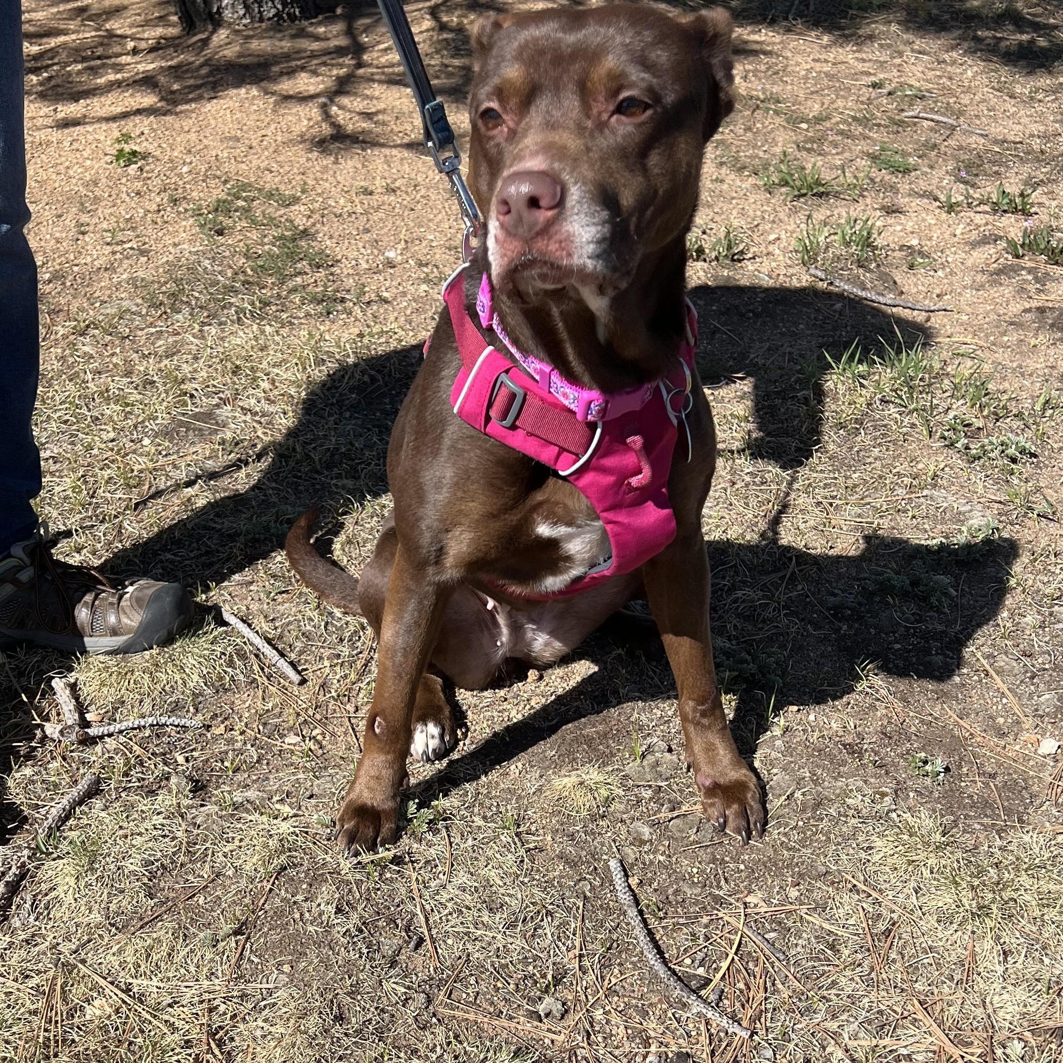 Enlarge Jypsy, a ADOPTABLE mixed breed in Loveland, CO image 5/5