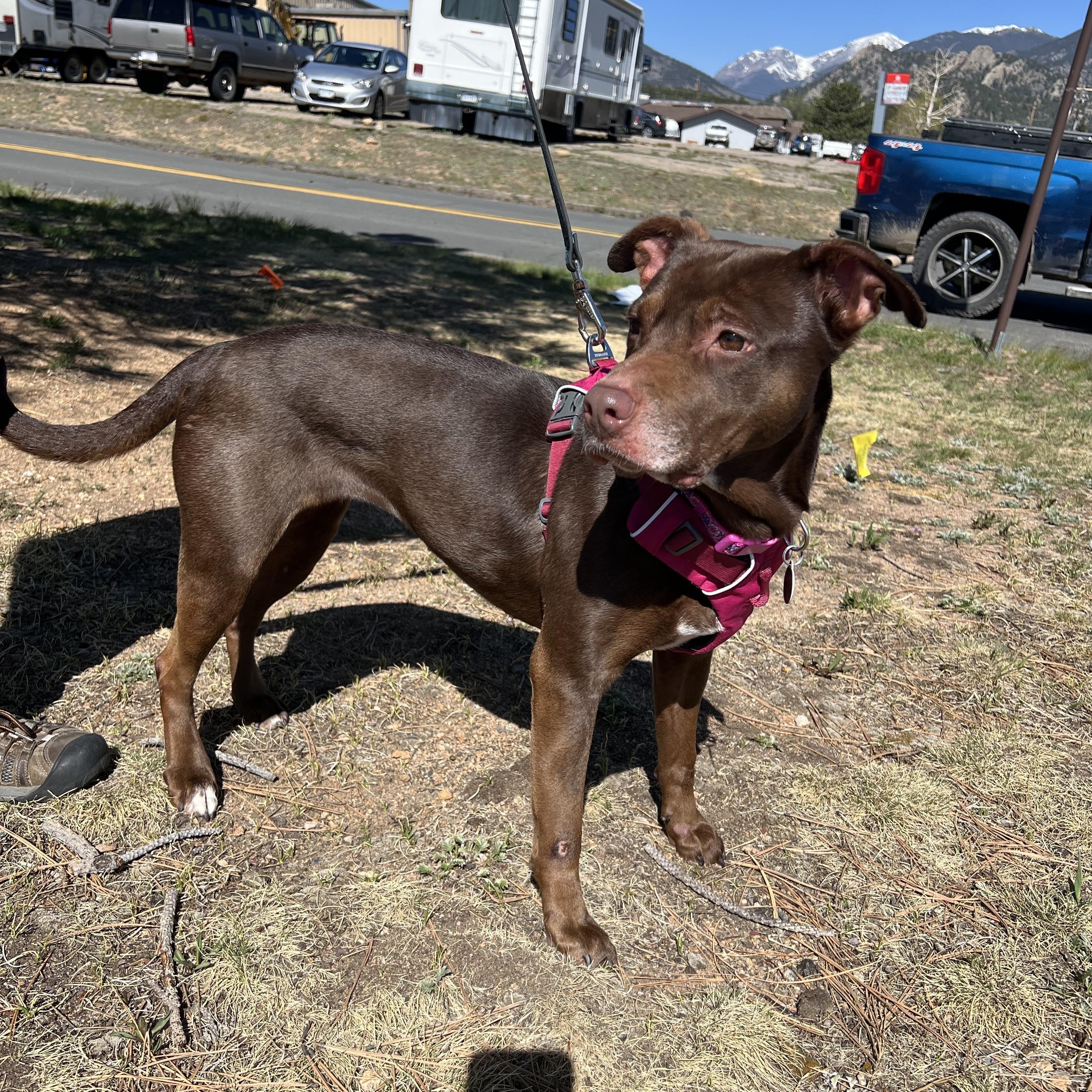 Jypsy, ADOPTABLE, Adult Female Chocolate Labrador Retriever.
