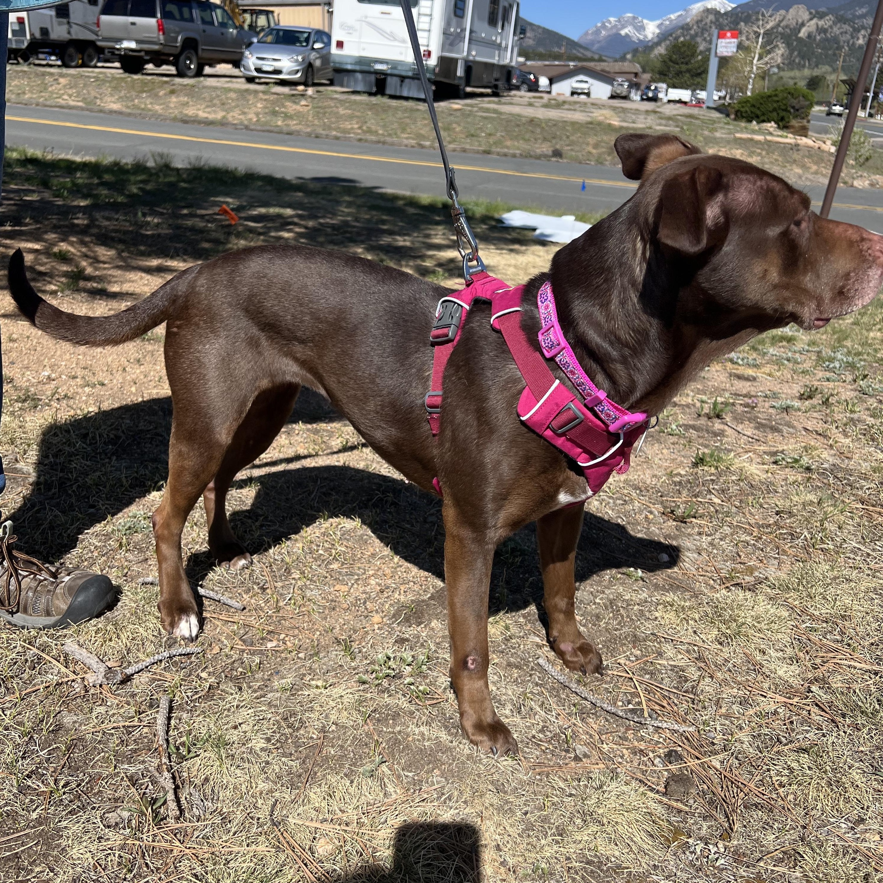 Enlarge Jypsy, a ADOPTABLE mixed breed in Loveland, CO image 3/5