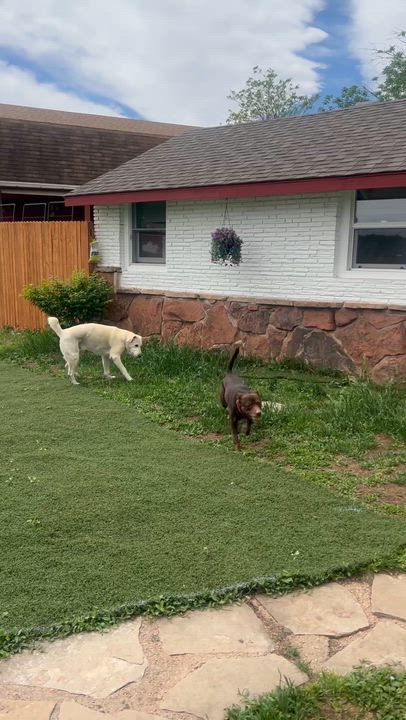 Enlarge Jypsy, an adopted mixed breed in Loveland, CO video 2/5