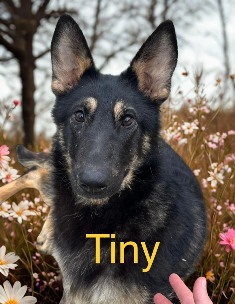 Tiny, Adoptable, Puppy Female German Shepherd Dog.